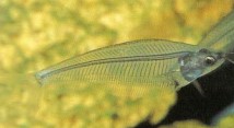 Kryptopterus bicirrhus (Asian glass catfish) should be kept in small shoals as they often refuse to feed and become reclusive if kept alone.