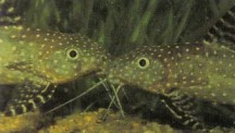 Synodontis angelicus (angelic catfish) can be quarrelsome, so keep two of them only if space permits.