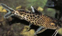 Synodontis multipunctatus (cuckoo catfish) lays its eggs near oralincubating cichlids which then lookafter them - hence "cuckoo catfish".