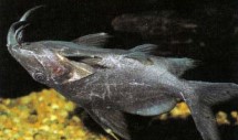 Hemisynodontis membranaceous (moustache catfish) uses its membranous barbels to search for food.