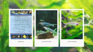 [Ebook] The New Guide to Aquarium Fish - Catfishes - The Glass Catfish