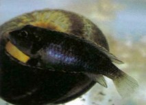This Cichlid is one of the smallest, Lamprologus ocelatus a tiny Lake Tanganika shell-dweller. This is a male female are even smaller 