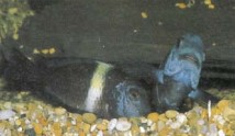 A pair of Tropheus duboisi "yellow band" spawning. The female (left) is nuzzling the vent area of the male, ingesting milt to fertilize the eggs already in her mouth.