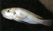 A brooding female Haplochromis pyrrhocephalus, one of the Lake Victoria "haps". Note the characteristic distended (with fry) throat and "pursed" lips