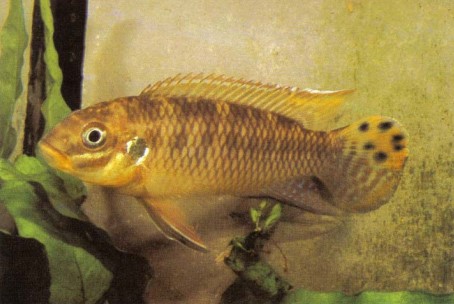 Pelvicachromis taeniatus "Nigeria" is one of several known geographical populations (possibly distinct species). Like its close relative P. pulcher, this species is strongly sexually dimorphic: shown here is a male.