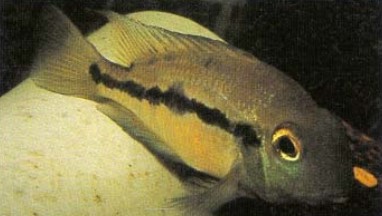 Copora nicaraguensis is relatively peaceful, and aspects of its breeding behaviour are unique among Central Americans. Shown here is a female.