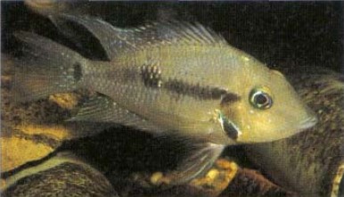 A Paraiheraps fenestratus female. This attractive herbivore is not yet as widely available as the popular P. synspilum (Quetzal cichlid)