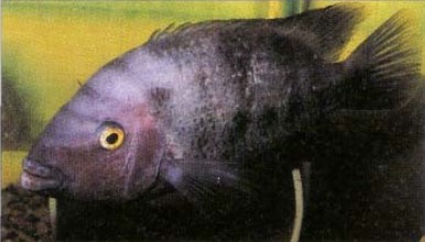 Thorichthys pasionis, like its better known cousin Th. meefei (the firemouth), has "eye-spots" on its gillcovers, which, when the latter are flared, make it look like a much larger fish.