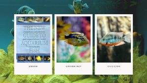 [Ebook] The New Guide to Aquarium Fish - Ciclilids - GROUPS OF CICHLIDS - Central American Cichlids