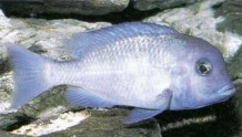 Cyrtocara moorii (blue dolphin) is a popular "Malawi hap".