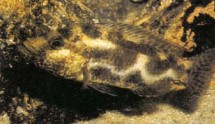 The blotched pattern of Nimbochromis livingstonii simulates a decaying fish corpse. This predator lies on its side on the sand, playing dead until prey approaches.