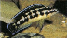 Julidochromis transcriptus is one of the smaller "Julies"; like other members of its genus it can (and does) swim both upside down and backwards, always with its belly towards the nearby rock surface.