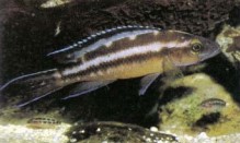 Shown here is a Neolamprologus buescheri male guarding his fry, which have been brought out of the parental cave to forage.
