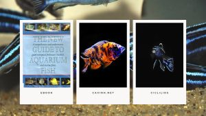 [Ebook] The New Guide to Aquarium Fish - Ciclilids - GROUPS OF CICHLIDS - East African Lake Cichlids
