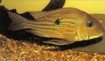 An unidentified member of the Geophagus surinamensis complex. This group was for a long time thought to be a single species with both substrate spawning and mouth-brooding populations, but is now known to include several species.