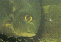 Uaru amphiacanthoides fry, like those of Symphysodon (discus), feed on parental body mucus, but in this species the behaviour is not obligatory. Uaru fry eat anything, in quantity, and rapidly become "little bellies with fins". Adults are "gentle giants".