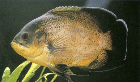 Astronotus ocellatus (the oscar), often purchased by beginners ignorant of its habits and eventual size, is a common cause of "multiple tank syndrome".