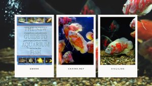 [Ebook] The New Guide to Aquarium Fish - Ciclilids - GROUPS OF CICHLIDS - Medium/large South American Cichlids