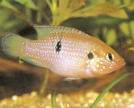 Hemichromis guttatus (the jewel cichlid) has diminished in popularity sincethe advent of equally colourful and less troublesome species. Like other Hemichromis it is a solitary predator by nature, and thus not a community species, although often sold as such.
