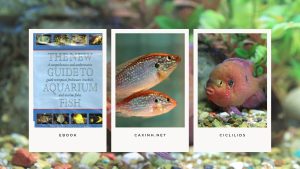 [Ebook] The New Guide to Aquarium Fish - Ciclilids - GROUPS OF CICHLIDS - Other African Cichlids