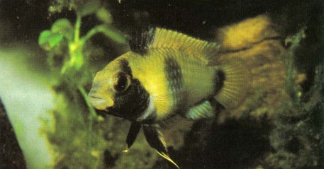 Apistogramma nijsseni, (the panda dwarf cichlid), is like most "Apistos", strongly sexually dimorphic. The male is much larger and blue. The jet black pelvic fins of maternal Apistogrammas are used to signal to the fry