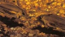 Each "wife" in an Apistogramma harem occupies a small (30cm/12 in diameter) breeding territory, centred on a cave, in the male's "super-territory". Here two female A. cacatuoides dispute an internal boundary.