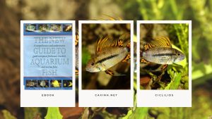 [Ebook] The New Guide to Aquarium Fish - Ciclilids - GROUPS OF CICHLIDS - South American Dwarfs