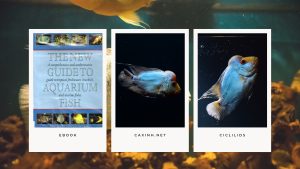 [Ebook] The New Guide to Aquarium Fish - Ciclilids - Cichlid Behaviour and Its Management