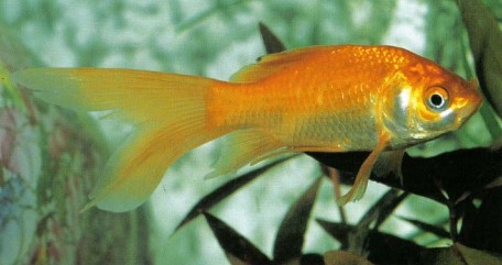 Carassius auratus (the goldfish) comes in many man-made varieties such as this long-tailed form. Colour, shape, and fins many vary.