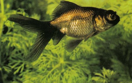 Some Carassius auratus (goldfish) varieties are bred not only for body shape but also for colour as in this "black moor". These highly line-bred fishes are more delicate than the standard goldfish or comet and are best kept under more controlled conditions in an aquarium rather than in a garden pond.