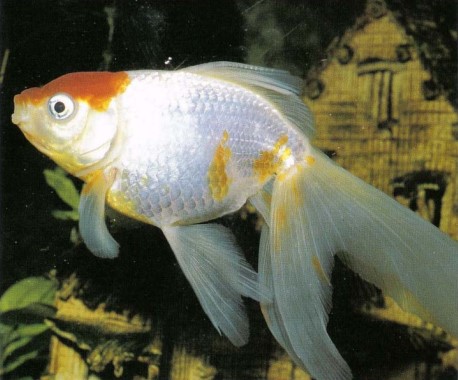 A twin-tailed goldfish is, again, a fish for the aquarium. Hobbyists, especially in the Far East, have selectively bred these fishes to such an extent that many can no longer swim properly because of the excess drag produced by their overelongated finnage.