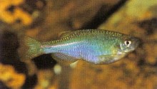 Fed on a variety of small live and frozen foods, Brachydanio albolineatus (pearl danio) will display its best colours and may even breed.