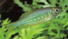Danio aequipinnatus (giant danio), formerly known as Danio mala-baricus, is an active shoaling fish which requires a spacious aquarium.