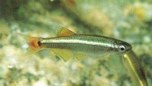 Tanichthys albonubes (white cloud mountain minnow) is easy to keep and breed, even in a small aquarium.