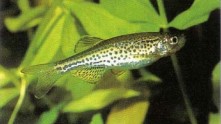 Brachydanio rerio var./rankei (spotted or leopard danio) was formerly known as B. frankei and thought to be a species in its own right but is how considered a variety of B. rerio. There is also a long-finned form of this fish.