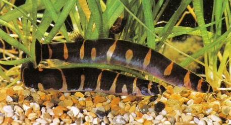 Acanthophihalmus sp. (kuhli loaches) need a fine substrate in which to burrow, and may infiltrate filters - don't throw them away during maintenance!