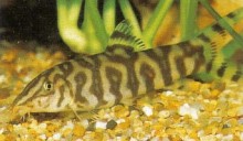 The colour patterning on Botia lohachata (Pakistani loach) can vary considerably. In captivity these creatures can be quite argumentative, and if keeping several provide plenty of hiding places.