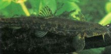 Nemacheilus barbatulus (stone loach) is often fished for by children and, along with Gasterosteus aculeatus (stickleback), is one of the first fishes they are likely to try and keep.