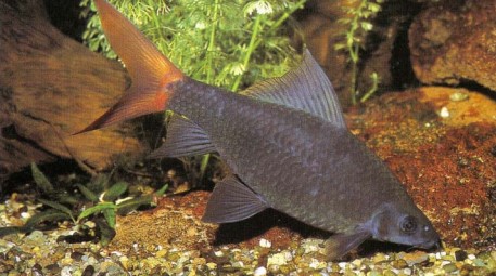 Epalzeoryhnchus bicolor (red-tailed black shark) are the villains of the community aquarium. Many aquarists fail to appreciate the damage they can cause.