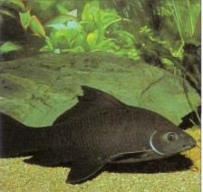 Consider keeping Labeo chrysophekadeon (black shark) only if you are willing to provide a very large aquarium. The growth rate of these creatures is phenomenal