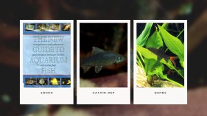 [Ebook] The New Guide to Aquarium Fish - Cypriniformes - Sharks and Flying Foxes