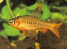 The ever-popular Barbus titteya (cherry barb) is now rare in the wild and virtually all aquarium stocks are supplied from fish farms. Males are a deep cherry red when in breeding condition whereas females are red/brown. Males do not bicker with each other so keep a group of both sexes to see them at their best.