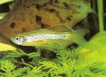 Some fishes are bred commercially to enhance certain features as is the case with this Brachydanio frankei (Leopard Danio) which has been selectively bred to elongate its finnage.