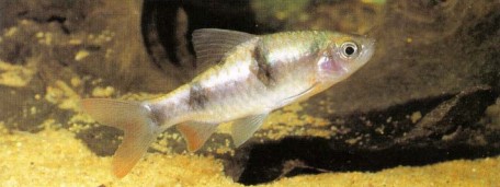 Juvenile Barbus arulius (arulius barb) are often overlooked in dealers' tanks as they do not show their true colours and extended fins until later in life.