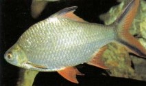 For movement in a large aquarium, nothing is more impressive than a shoalof Barbus schwanenfeldi (tinfoil barb). They make excellent companions for large, sedentary catfishes.