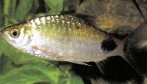 Purchase young Barbus filamentosus (black-spot or filament barb) and grow them on yourself. Feed them on a varied diet of live, frozen, and green foods to get good specimens.