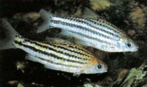 A timid fish, Barbus eugrammus (striped barb) likes soft, slightly acid warm water; it can be kept with other peaceful fishes.