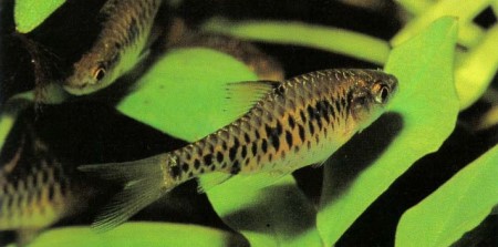 Barbus oligolepis (checker barb) is one of the best barbs for the community aquarium.