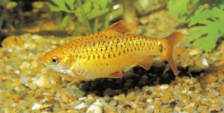 Barbus schuberti (golden barb) is a peaceful fish that will settle in well in a community tank.