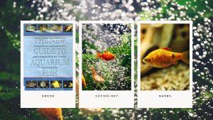 [Ebook] The New Guide to Aquarium Fish - Cypriniformes - TROPICAL CYPRINIFORMES - Barbs
